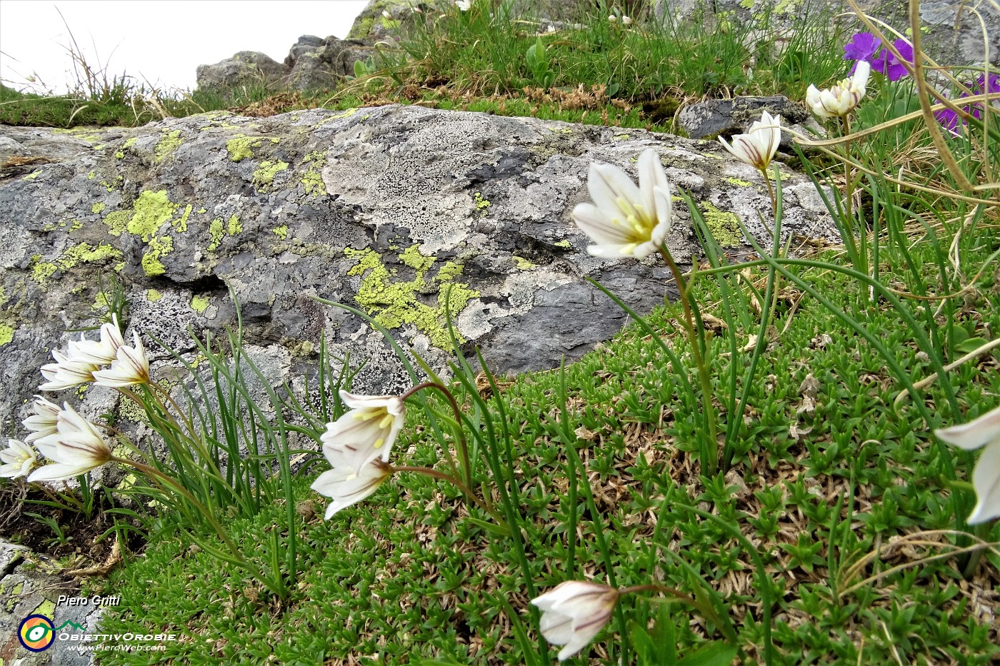 83 Fiori di parnassia palustre alla Bocchetta Triomen.JPG
